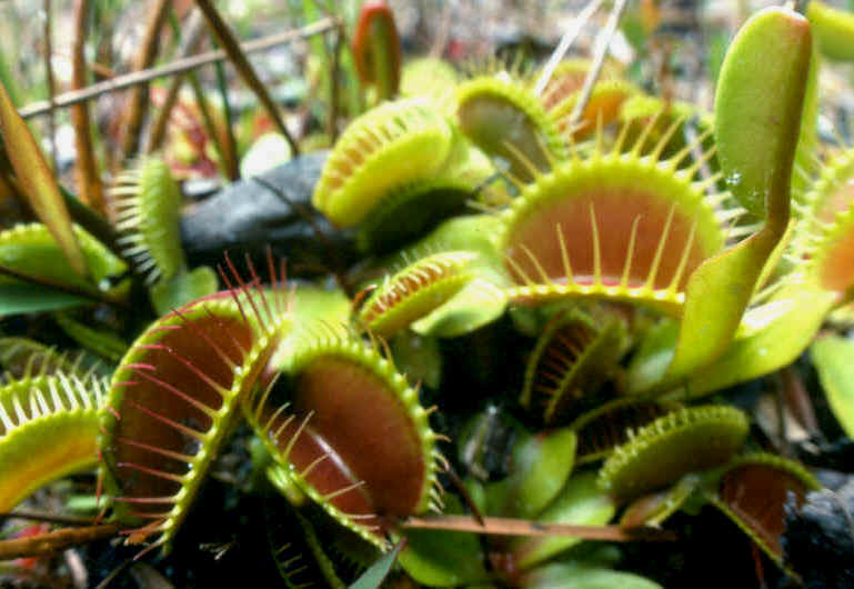 Dionaea muscipula